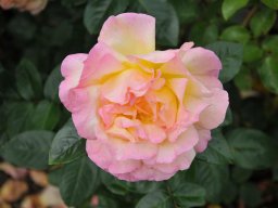 Mme A.Meilland